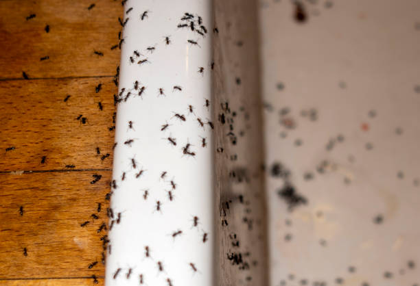 Flea Control Services in Lapwai, ID