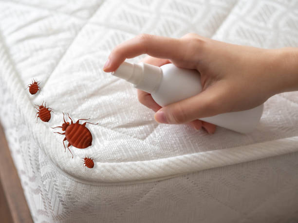Best Flea Control Services  in Lapwai, ID