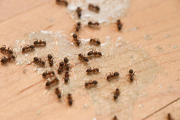 Best Pest Control for Businesses  in Lapwai, ID